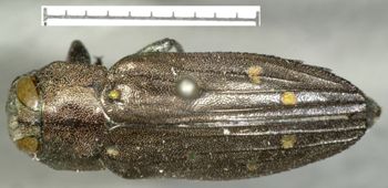 Media type: image;   Entomology 2689 Aspect: habitus dorsal view